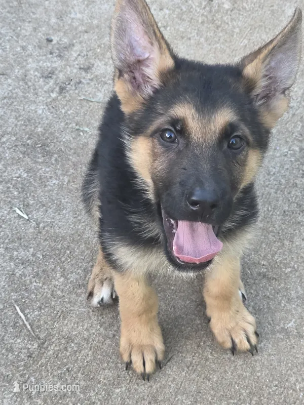 Cooper (5th Gen) – German Shepherd Dog puppy for sale in Penhook, VA