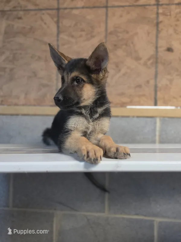 Cooper (5th Gen) – German Shepherd Dog puppy for sale in Penhook, VA