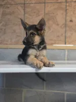 Cooper (5th Gen), a male German Shepherd Dog for sale in Penhook, VA – 1 of 10
