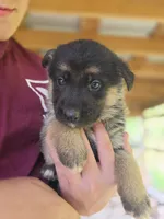 Bell, a female German Shepherd Dog for sale in Penhook, VA – 2 of 10