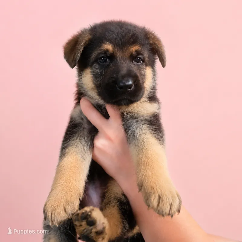 CiCi – German Shepherd Dog puppy for sale in Penhook, VA