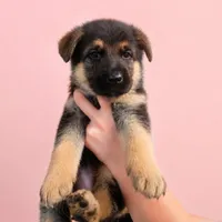 CiCi, a female German Shepherd Dog for sale in Penhook, VA – 1 of 10