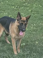 Cienna, a female German Shepherd Dog for sale in Penhook, VA – 3 of 8
