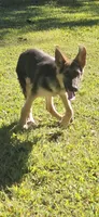 Boone, a male German Shepherd Dog for sale in Penhook, VA – 8 of 8