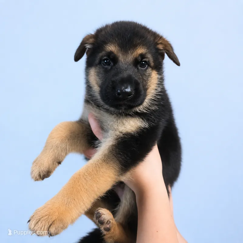 Cooper (5th Gen) – German Shepherd Dog puppy for sale in Penhook, VA