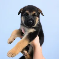 Cooper (5th Gen), a male German Shepherd Dog for sale in Penhook, VA – 1 of 8