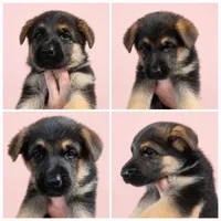 CiCi, a female German Shepherd Dog for sale in Penhook, VA – 4 of 10
