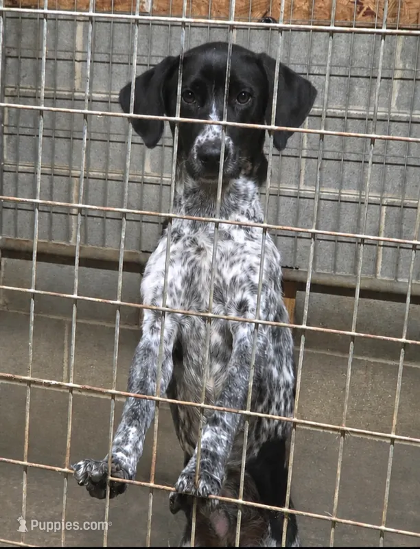 Frank, a male German Shorthaired Pointer for sale in Penhook, VA – 1 of 3