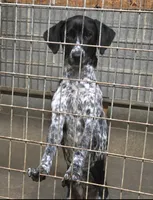 Frank, a male German Shorthaired Pointer for sale in Penhook, VA – 1 of 3