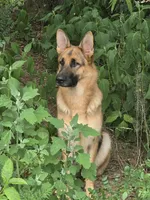 Cienna, a female German Shepherd Dog for sale in Penhook, VA – 5 of 8