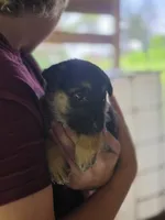 Boone, a male German Shepherd Dog for sale in Penhook, VA – 10 of 10