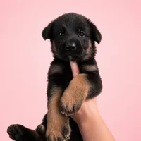 Callie, a female German Shepherd Dog for sale in Penhook, VA – 3 of 9