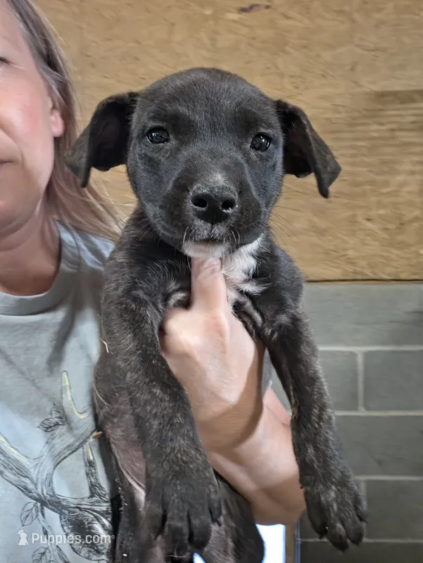 Jade – American Bulldog, American Pit Bull Terrier puppy for sale in Penhook, VA