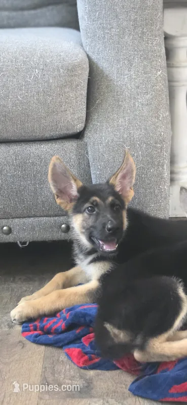 Bryn – German Shepherd Dog puppy for sale in Penhook, VA