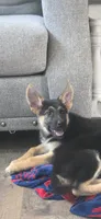 Bryn, a female German Shepherd Dog for sale in Penhook, VA – 1 of 10