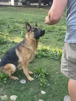 Chase  5th Generation , a male German Shepherd Dog for sale in Penhook, VA – 4 of 10