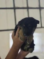 Brayle , a female German Shepherd Dog for sale in Penhook, VA – 10 of 10