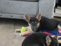 Bryn, a female German Shepherd Dog for sale in Penhook, VA – 4 of 10