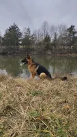 Brie, a female German Shepherd Dog for sale in Penhook, VA – 5 of 10