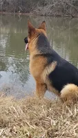 Cierra, a female German Shepherd Dog for sale in Penhook, VA – 7 of 8