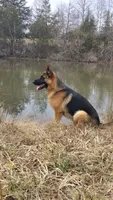 Boone, a male German Shepherd Dog for sale in Penhook, VA – 6 of 6