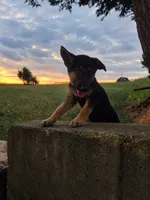 Cienna, a female German Shepherd Dog for sale in Penhook, VA – 10 of 10