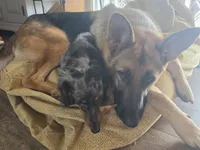 Cierra, a female German Shepherd Dog for sale in Penhook, VA – 2 of 8