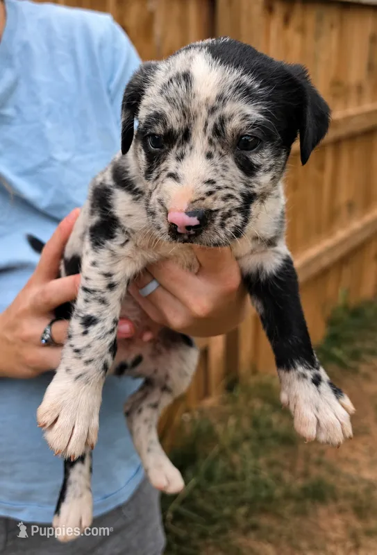 Oreo – American Bulldog, American Pit Bull Terrier puppy for sale in Penhook, VA