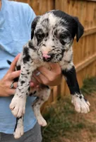 Oreo, a male American Bulldog and American Pit Bull Terrier for sale in Penhook, VA – 1 of 3
