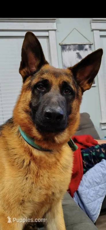 Brazyn, a female German Shepherd Dog for sale in Penhook, VA – Photo 1 of 1