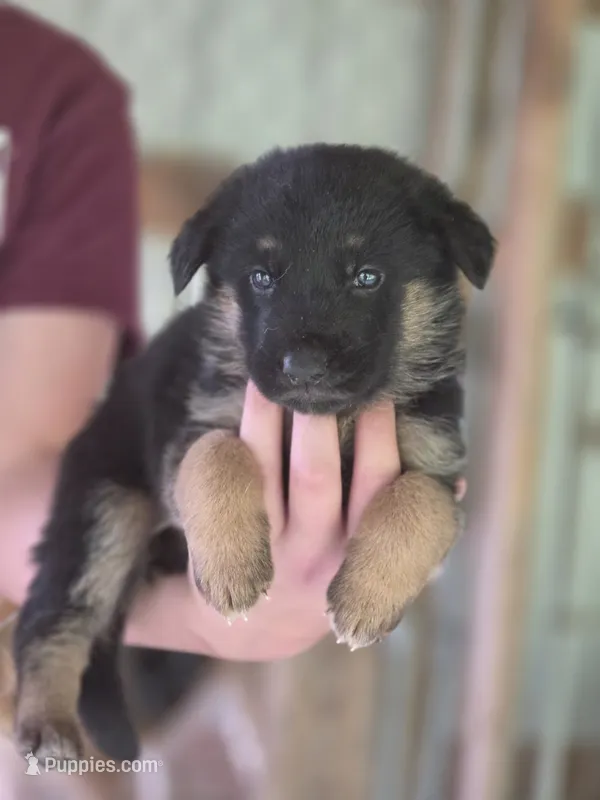 Bailee – German Shepherd Dog puppy for sale in Penhook, VA