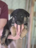 Bailee, a female German Shepherd Dog for sale in Penhook, VA – 1 of 8
