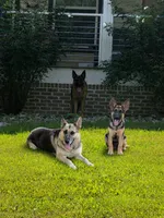 Boone, a male German Shepherd Dog for sale in Penhook, VA – 2 of 6
