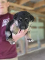 Bell, a female German Shepherd Dog for sale in Penhook, VA – 1 of 10