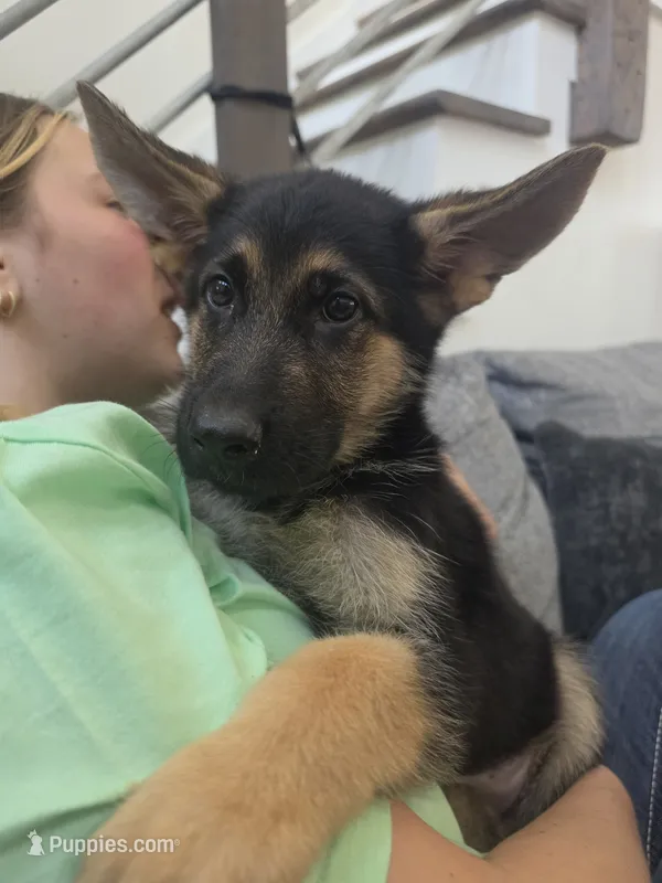Cash 5th Generation – German Shepherd Dog puppy for sale in Penhook, VA