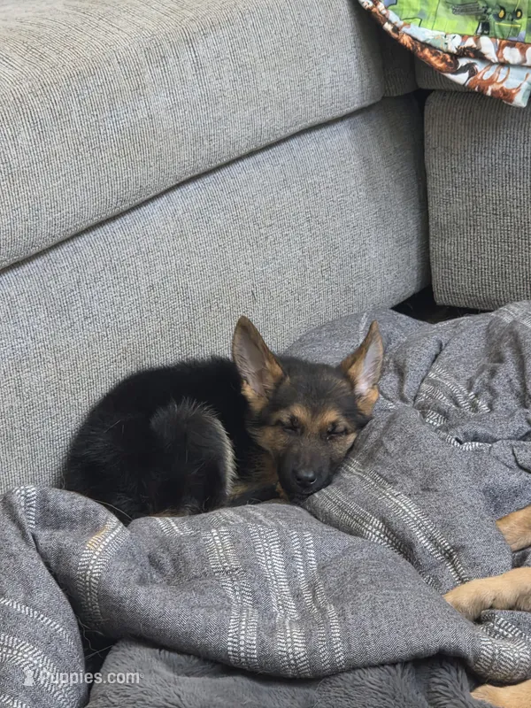 CiCi – German Shepherd Dog puppy for sale in Penhook, VA