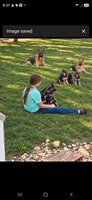 Christmas , a  German Shepherd Dog for sale in Penhook, VA – 3 of 3