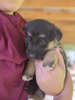 Bell, a female German Shepherd Dog for sale in Penhook, VA – 4 of 10