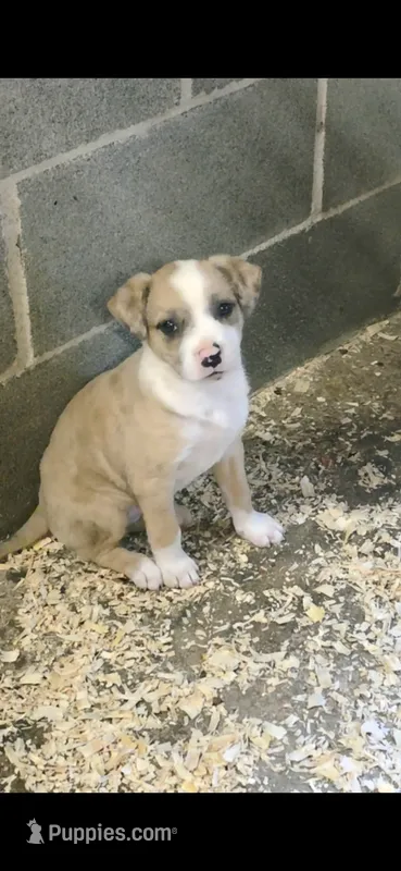 Claire – American Bulldog, American Pit Bull Terrier puppy for sale in Penhook, VA