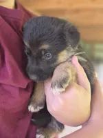 Bell, a female German Shepherd Dog for sale in Penhook, VA – 5 of 10