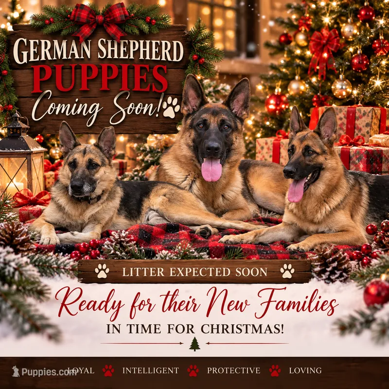 Christmas  – German Shepherd Dog puppy for sale in Penhook, VA