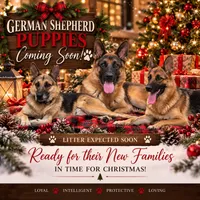 Christmas , a  German Shepherd Dog for sale in Penhook, VA – 1 of 3