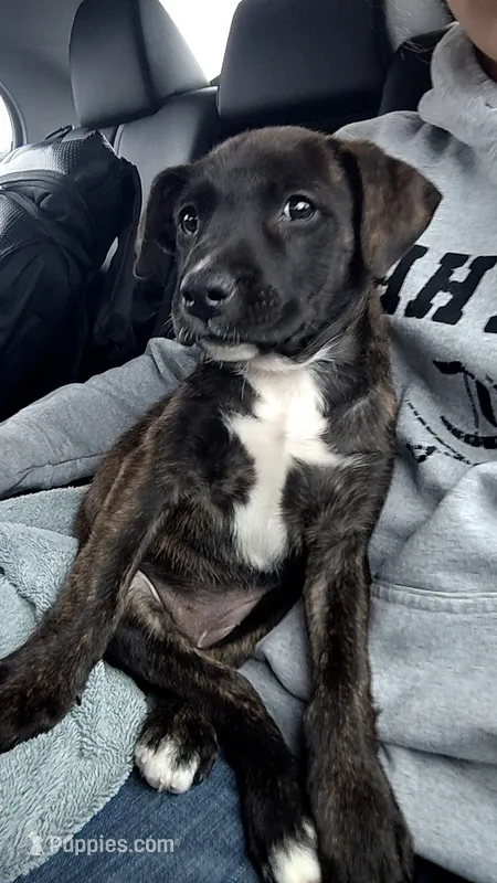 Jade – American Bulldog, American Pit Bull Terrier puppy for sale in Penhook, VA
