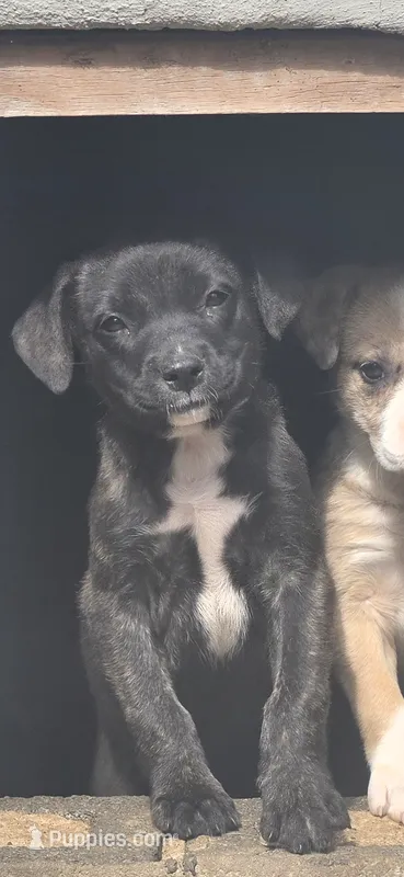 Jade – American Bulldog, American Pit Bull Terrier puppy for sale in Penhook, VA