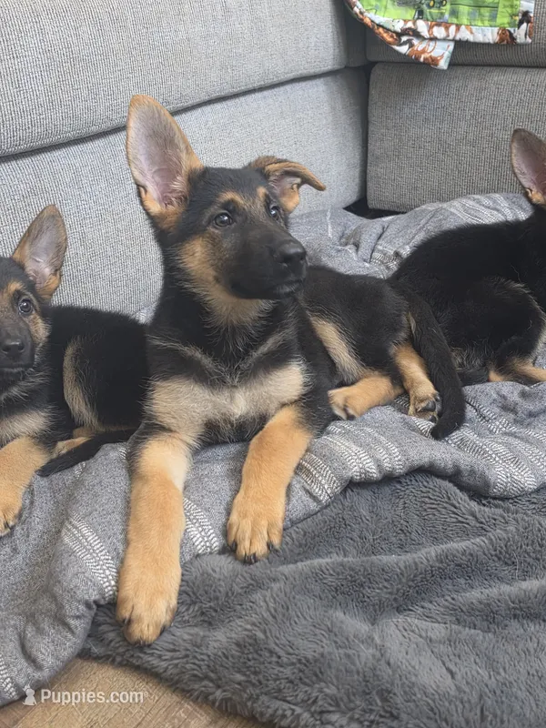 Cienna – German Shepherd Dog puppy for sale in Penhook, VA