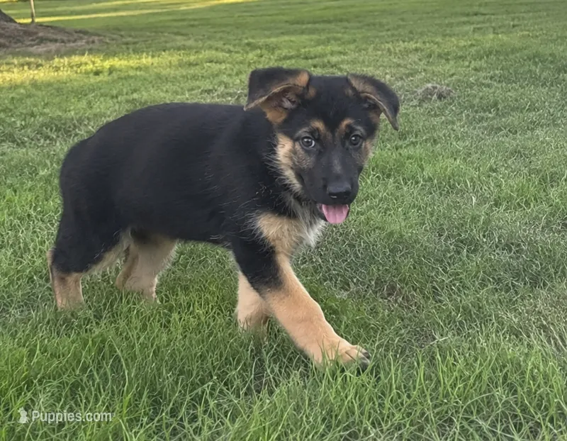 Boone – German Shepherd Dog puppy for sale in Penhook, VA
