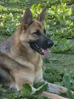 Cienna, a female German Shepherd Dog for sale in Penhook, VA – 7 of 8
