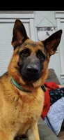 Cooper (5th Gen), a male German Shepherd Dog for sale in Penhook, VA – 4 of 8