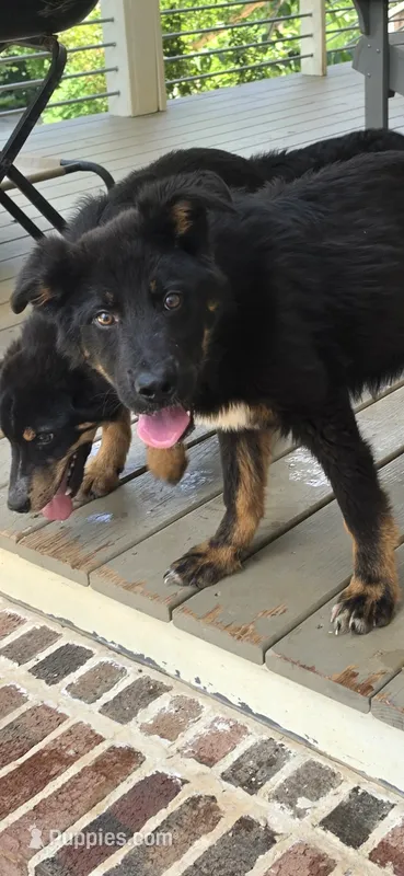 Andy – German Shepherd Dog, Bernese Mountain Dog puppy for sale in Penhook, VA