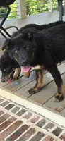 Andy, a male German Shepherd Dog and Bernese Mountain Dog for sale in Penhook, VA – 1 of 10